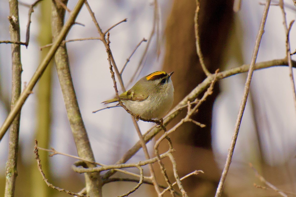 Golden-crowned Kinglet - ML633284938