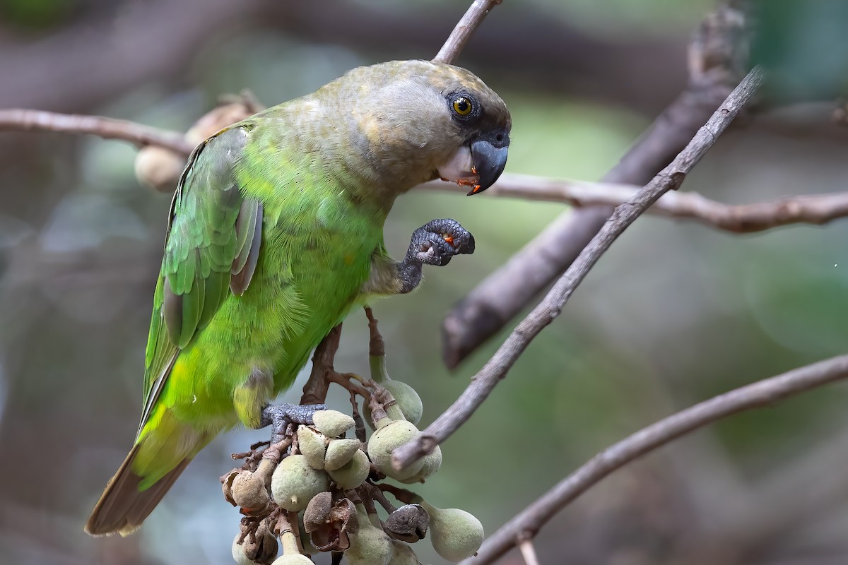 Brown-headed Parrot - ML633284979