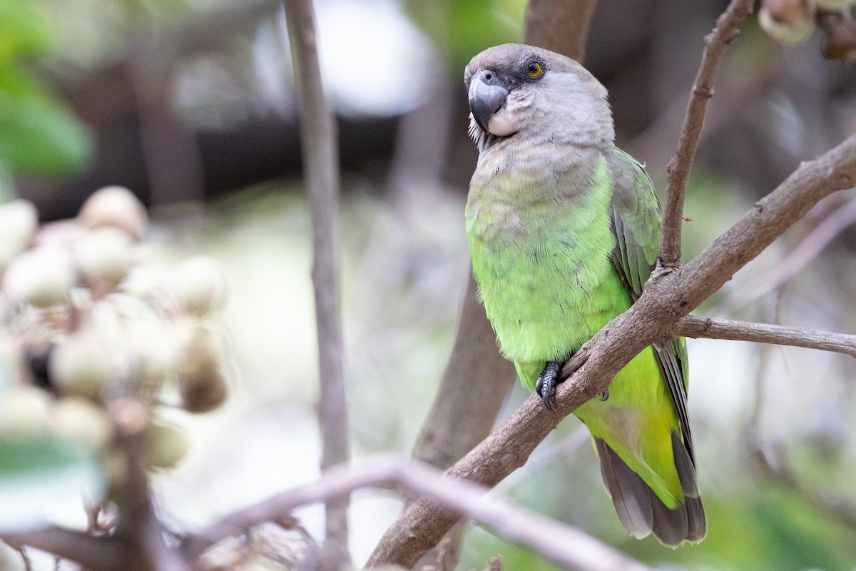 Brown-headed Parrot - ML633284980