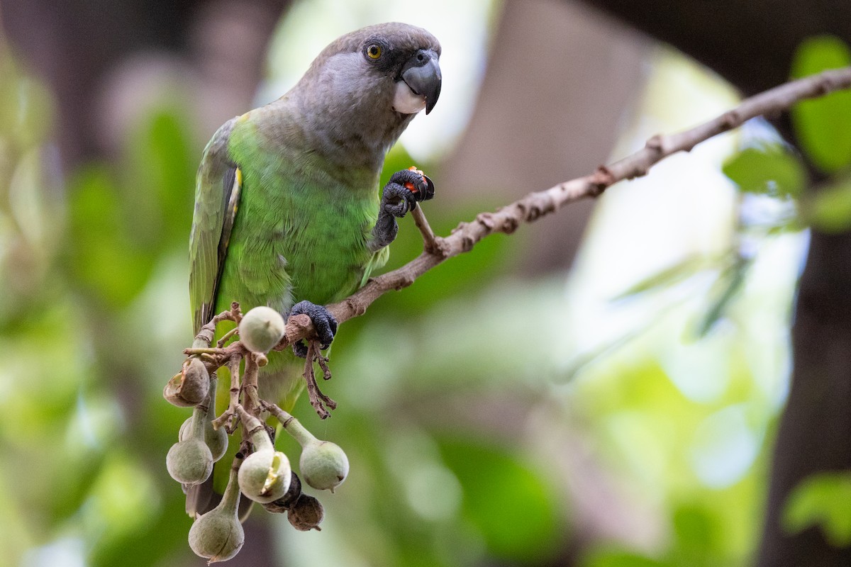 Brown-headed Parrot - ML633284983