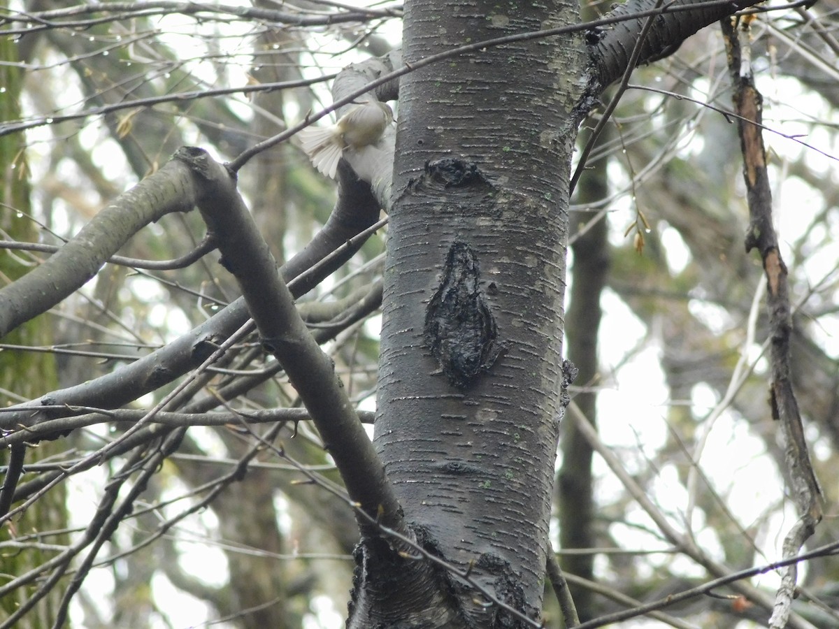 Ruby-crowned Kinglet - ML633284987