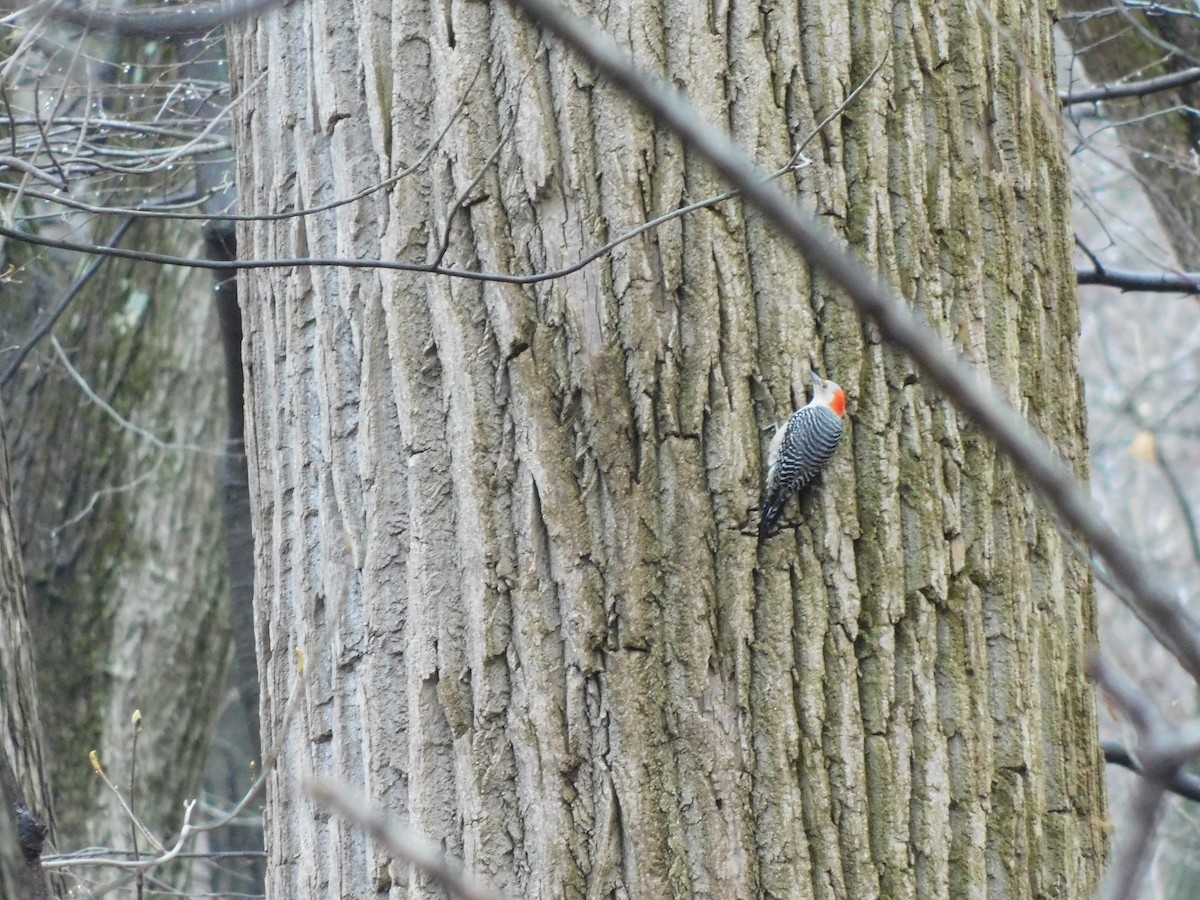 Red-bellied Woodpecker - ML633285206