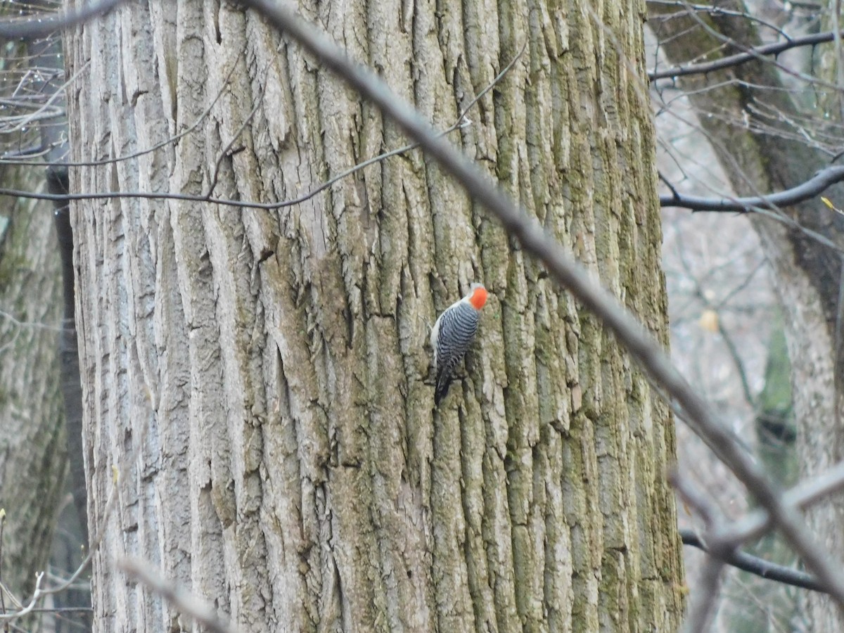 Red-bellied Woodpecker - ML633285207