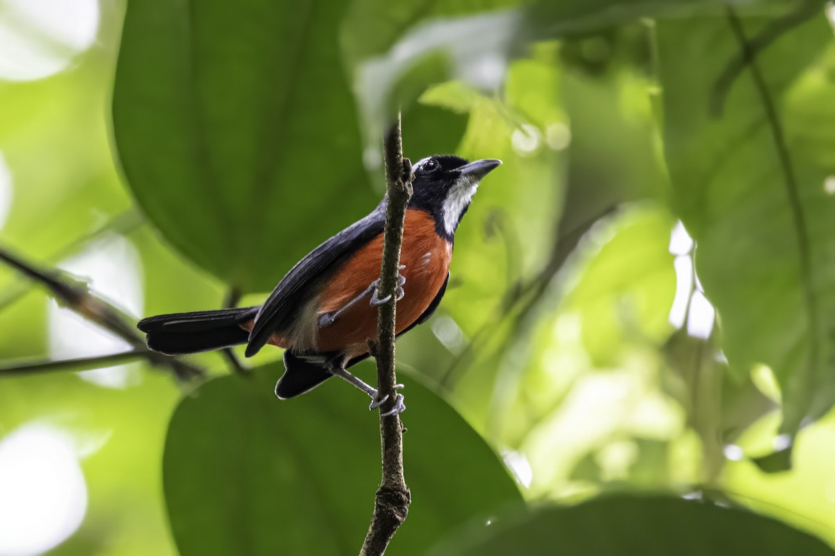 Rose-breasted Chat (Rose-breasted) - ML633285212