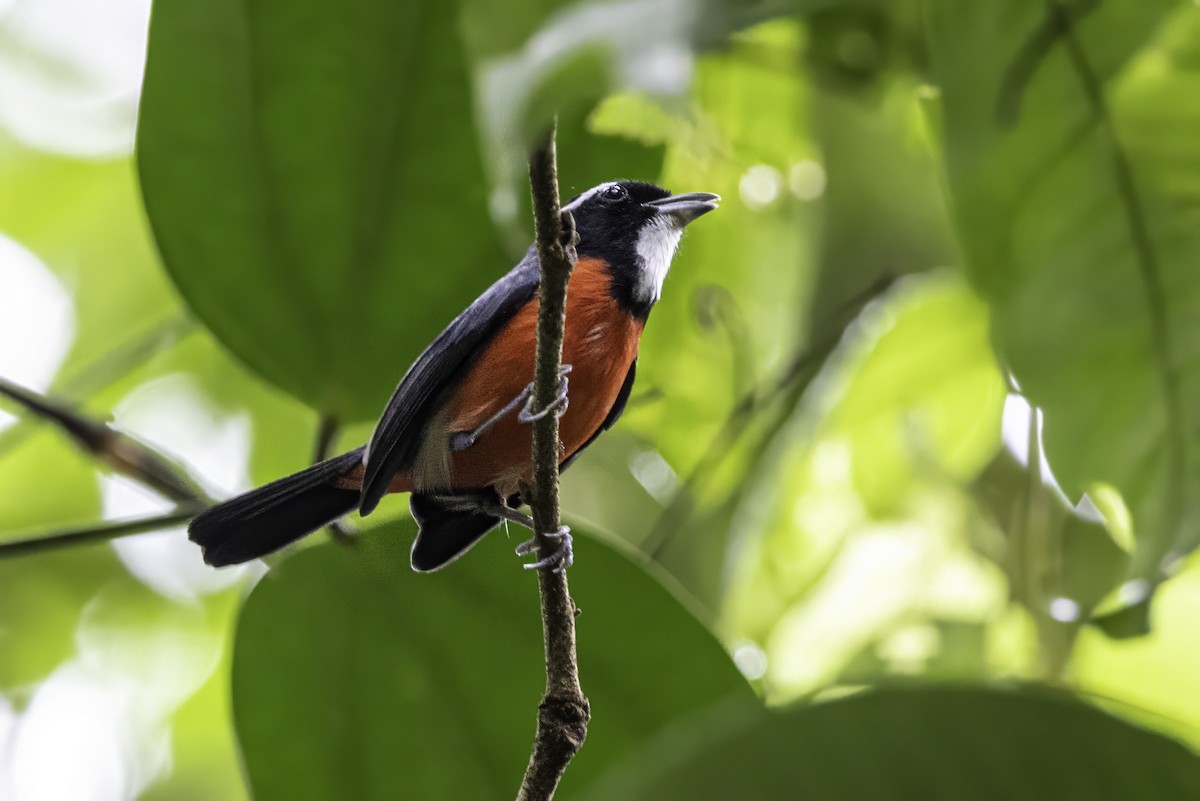 Rose-breasted Chat (Rose-breasted) - ML633285215