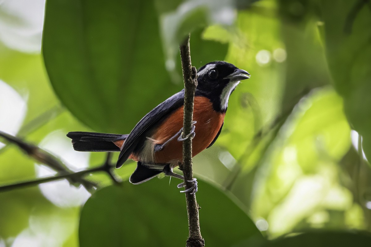 Rose-breasted Chat (Rose-breasted) - ML633285217