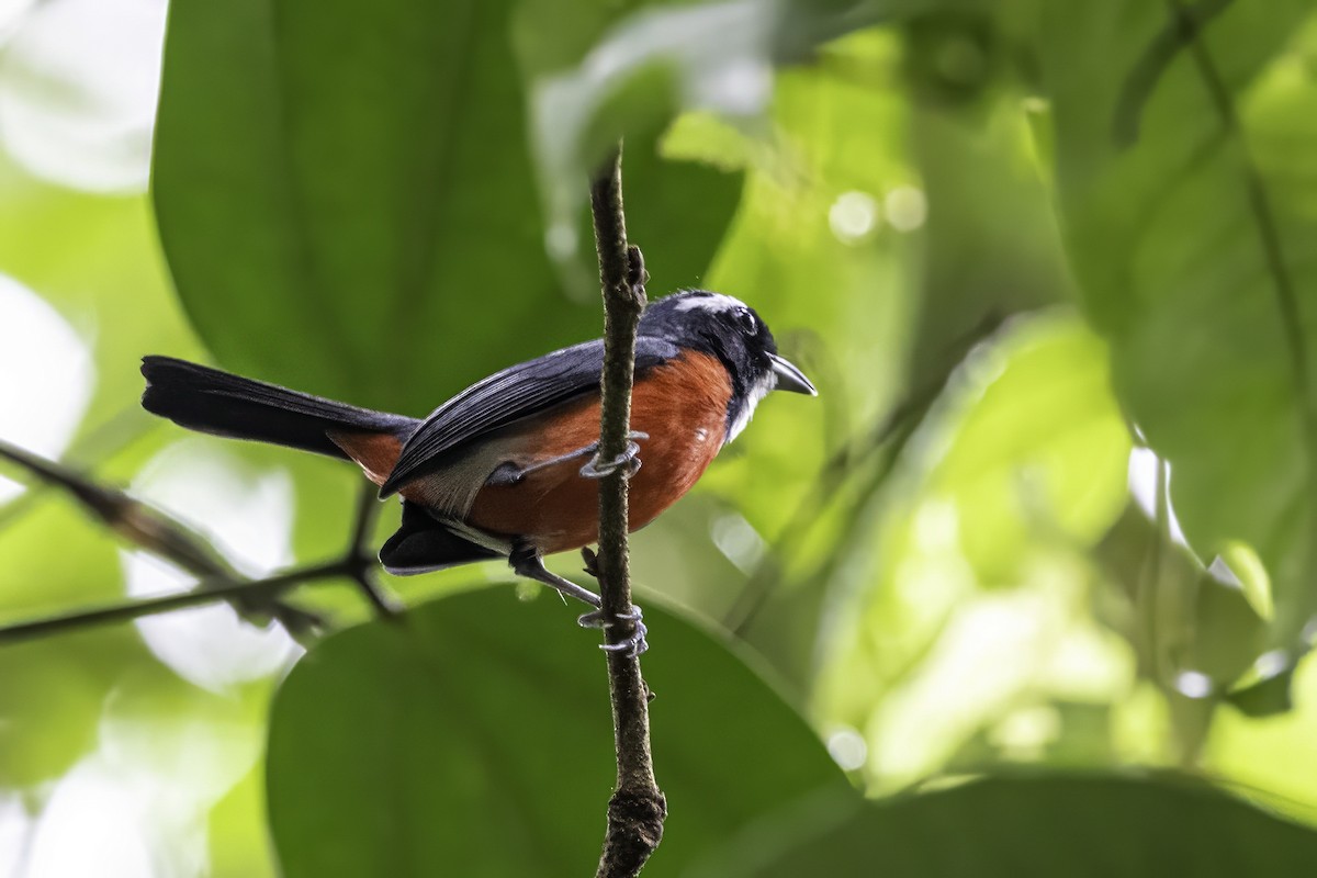Rose-breasted Chat (Rose-breasted) - ML633285220