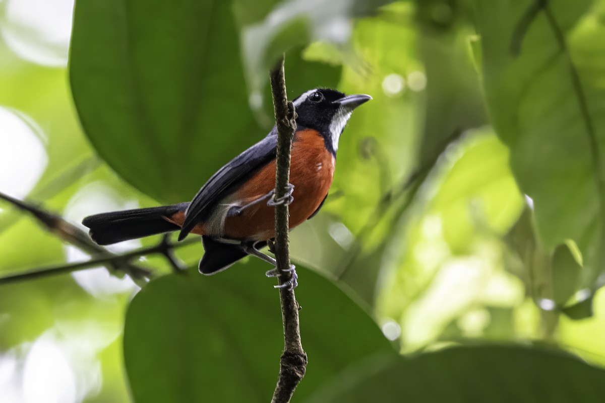 Rose-breasted Chat (Rose-breasted) - ML633285239