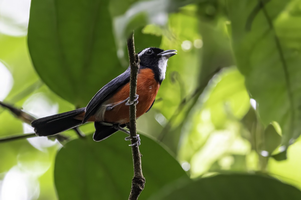 Rose-breasted Chat (Rose-breasted) - ML633285240