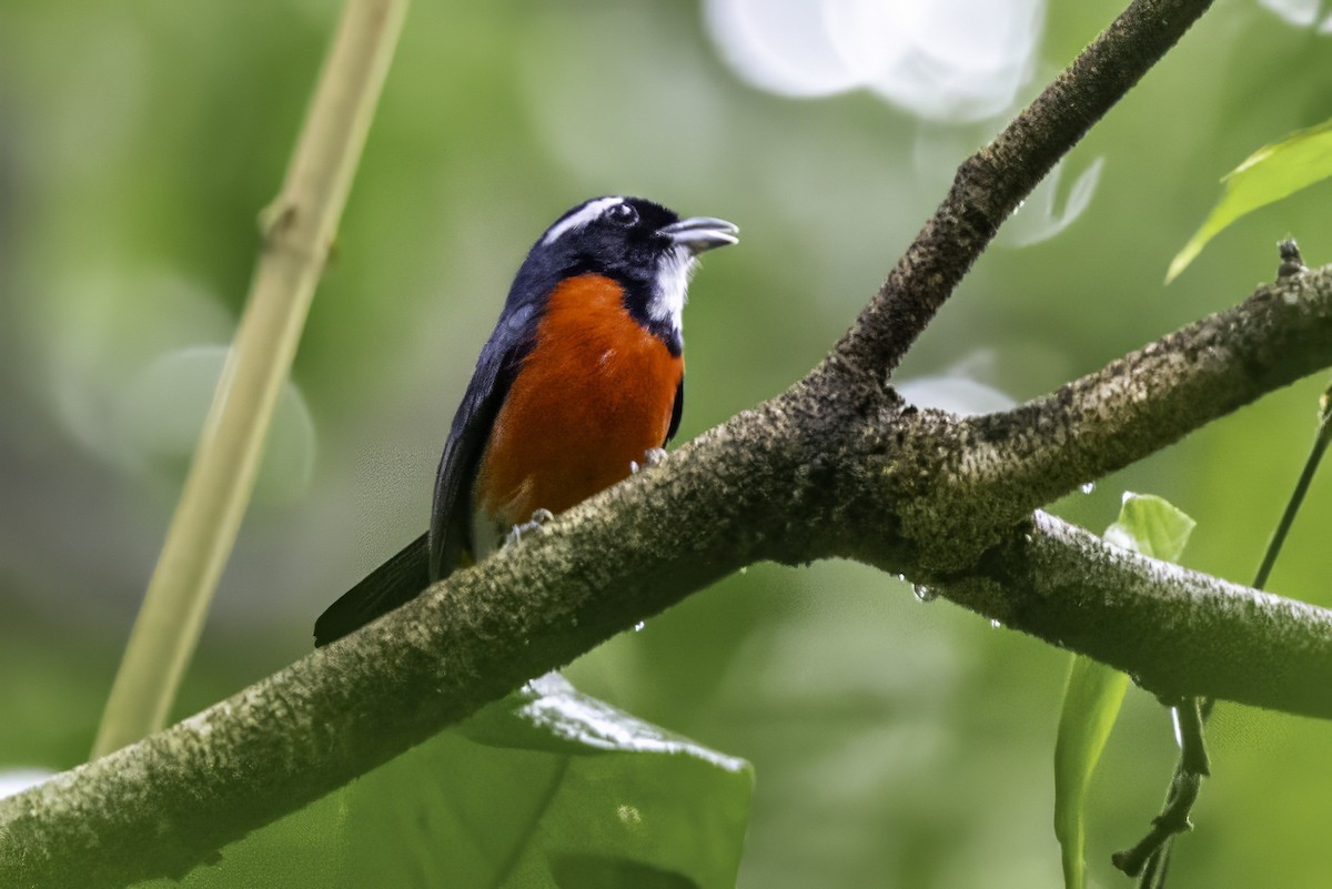 Rose-breasted Chat (Rose-breasted) - ML633285250