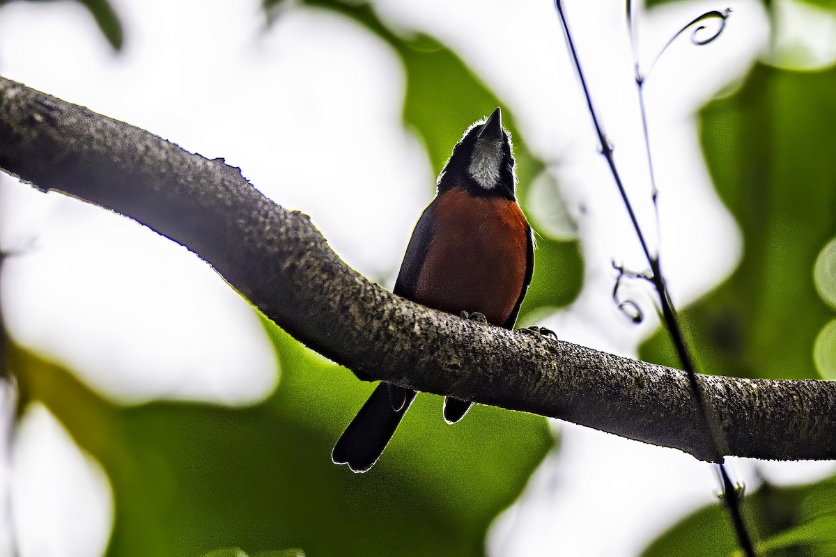 Rose-breasted Chat (Rose-breasted) - ML633285260