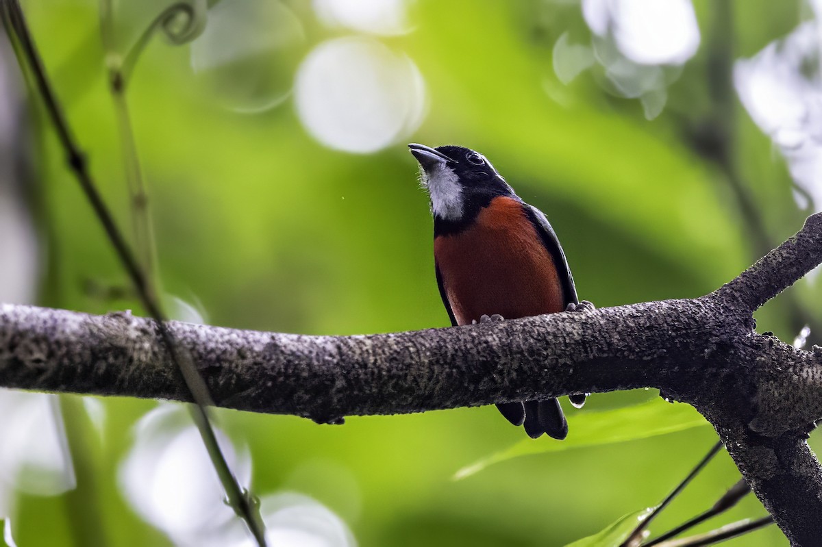 Rose-breasted Chat (Rose-breasted) - ML633285262