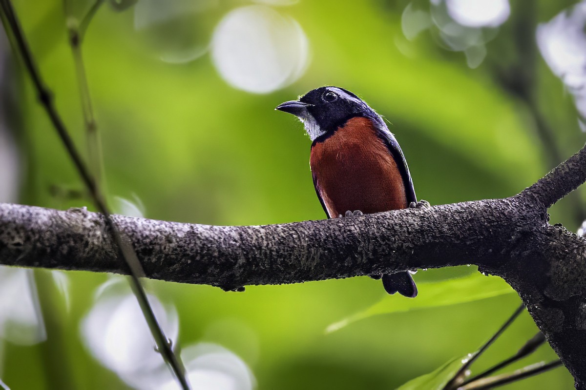 Rose-breasted Chat (Rose-breasted) - ML633285265