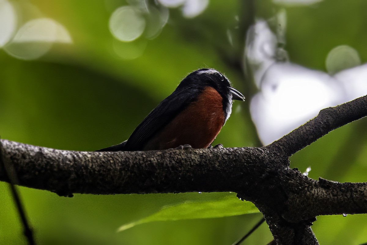 Rose-breasted Chat (Rose-breasted) - ML633285269