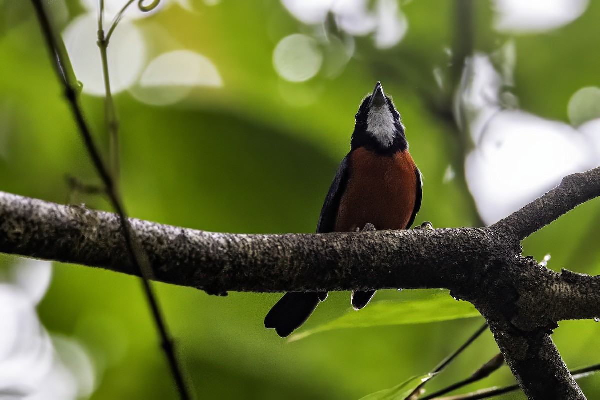 Rose-breasted Chat (Rose-breasted) - ML633285284
