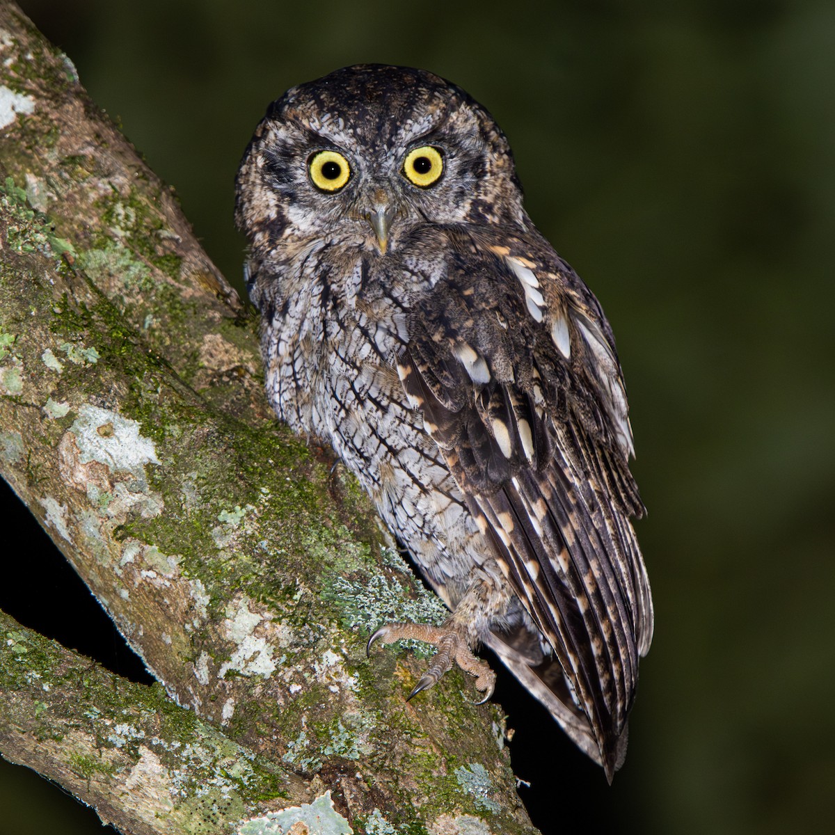 Long-tufted Screech-Owl - ML633285328
