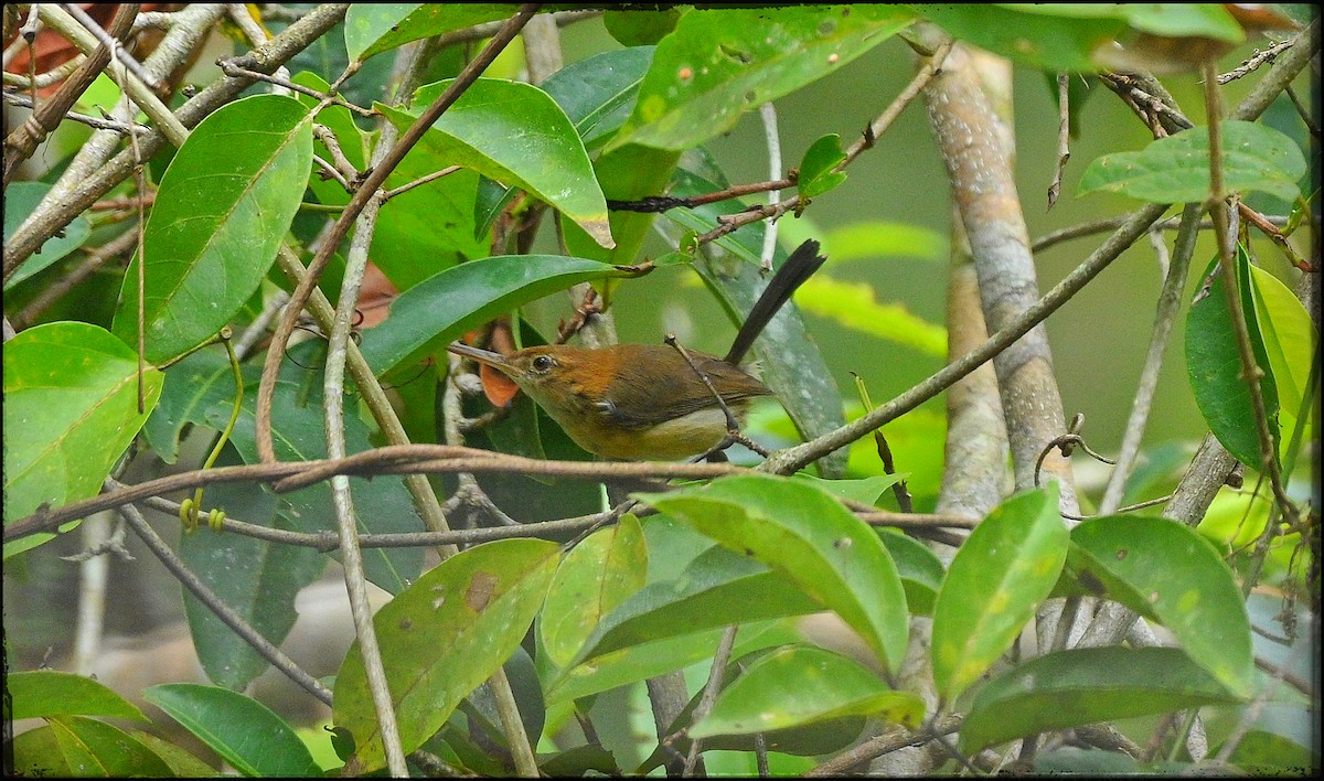 Chattering Gnatwren - ML633285357