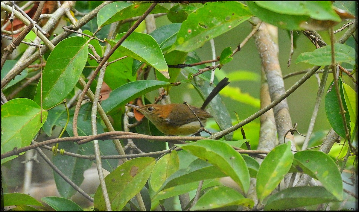 Chattering Gnatwren - ML633285358