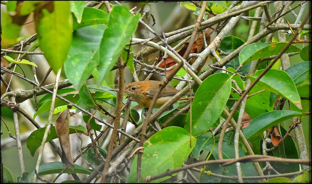 Chattering Gnatwren - ML633285359