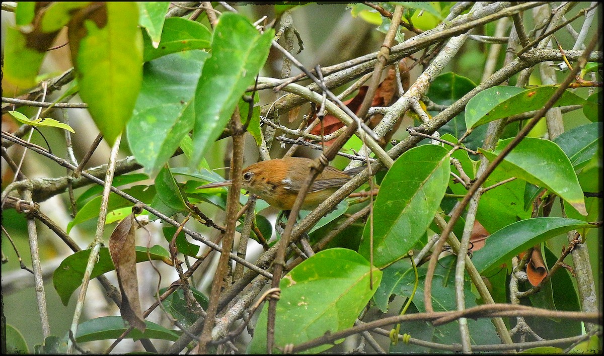 Chattering Gnatwren - ML633285360