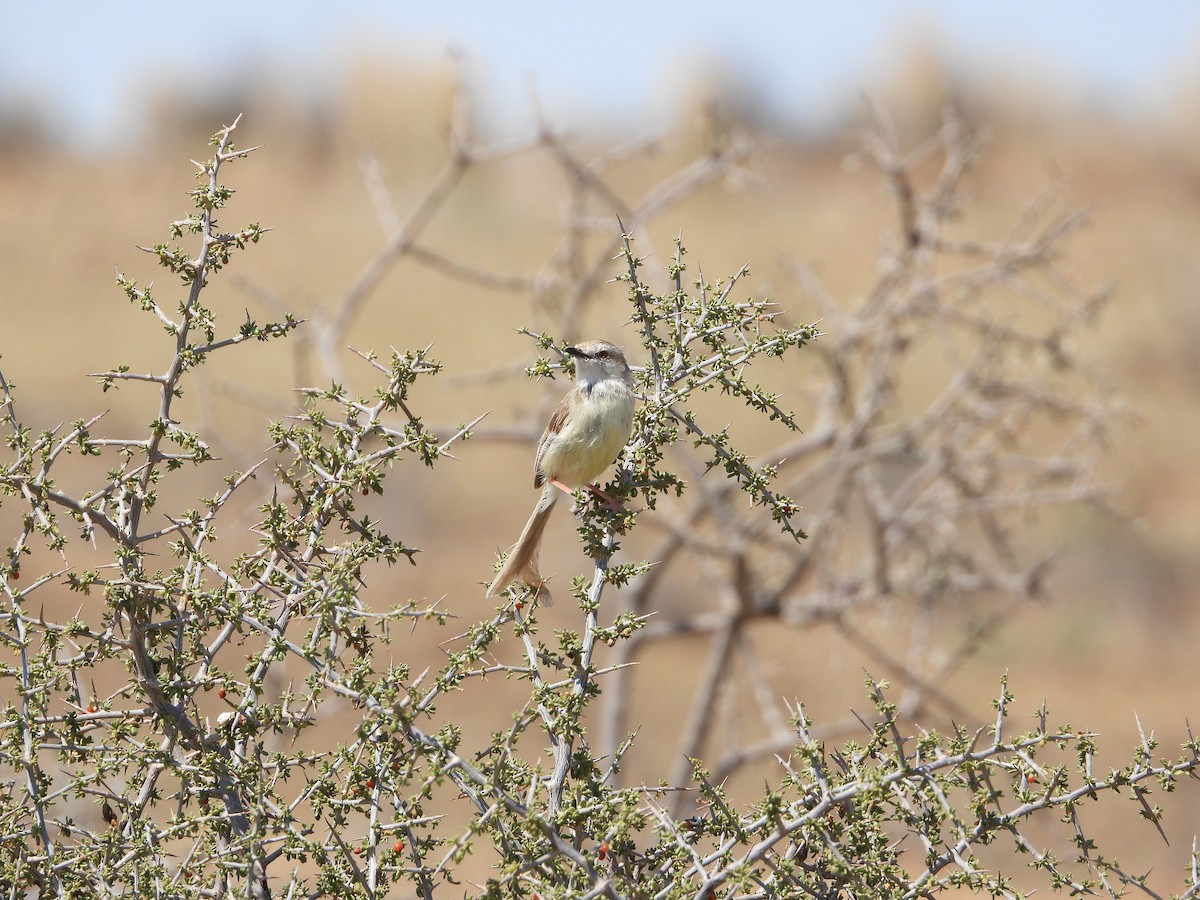 Black-chested Prinia - ML633285379