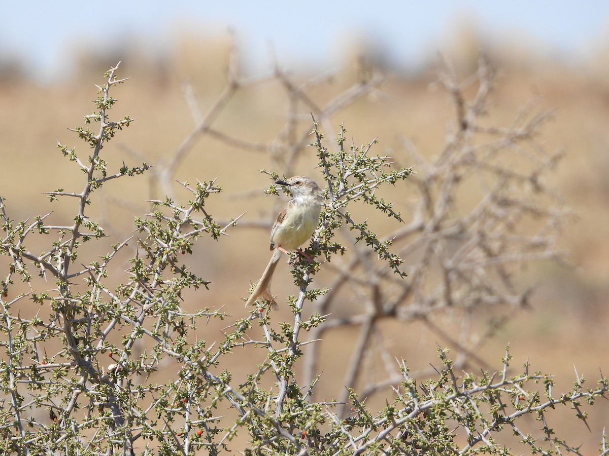 Black-chested Prinia - ML633285380