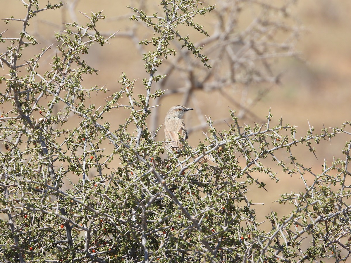 Black-chested Prinia - ML633285382