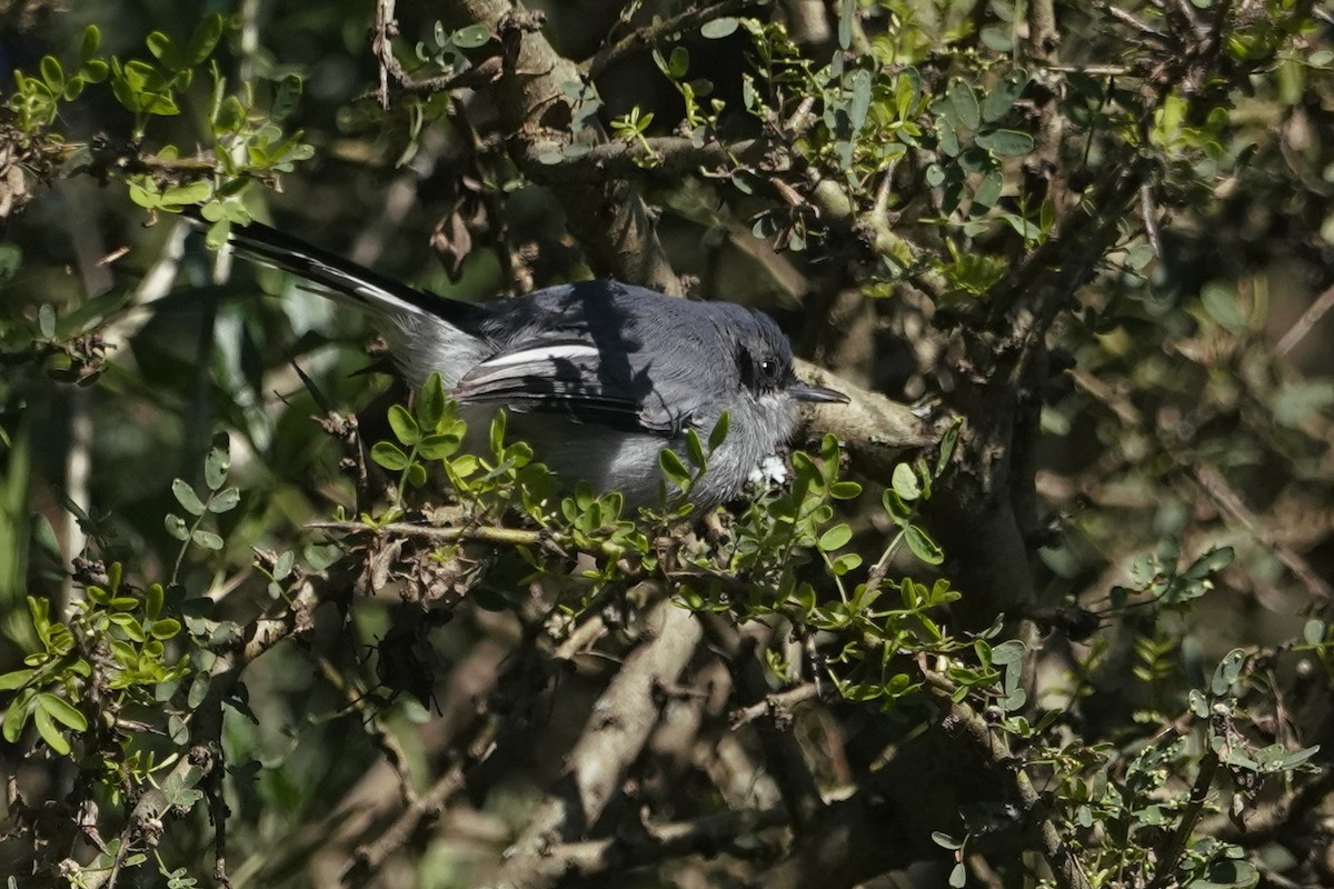 Masked Gnatcatcher - ML633285386