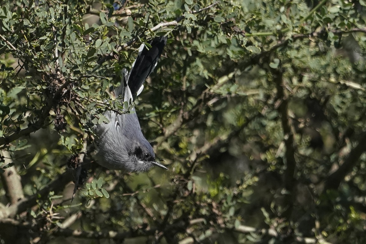 Masked Gnatcatcher - ML633285408