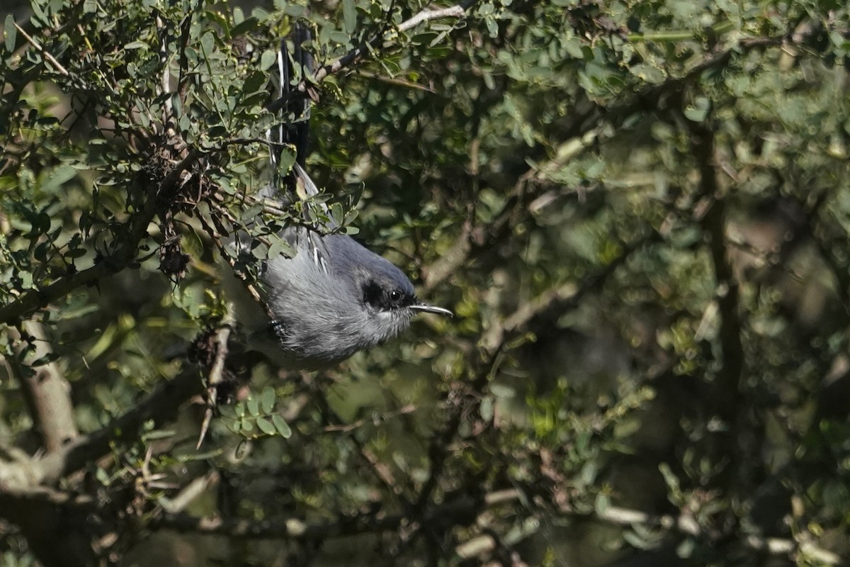 Masked Gnatcatcher - ML633285492