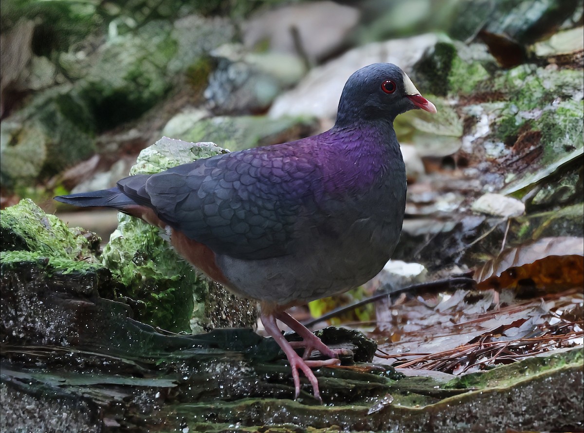 White-fronted Quail-Dove - ML633285591