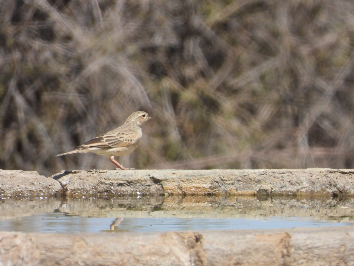 Lark-like Bunting - ML633285627