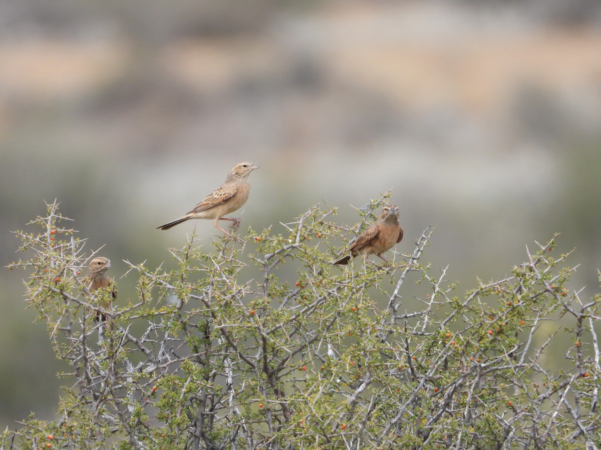 Lark-like Bunting - ML633285665