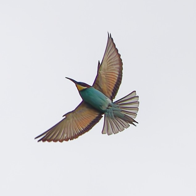European Bee-eater - ML633285680