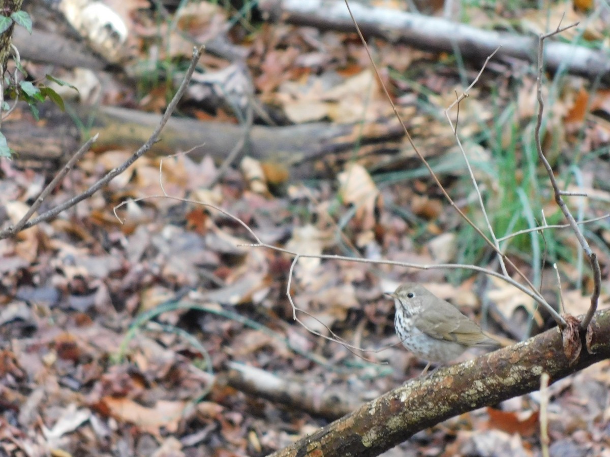 Hermit Thrush - ML633285700