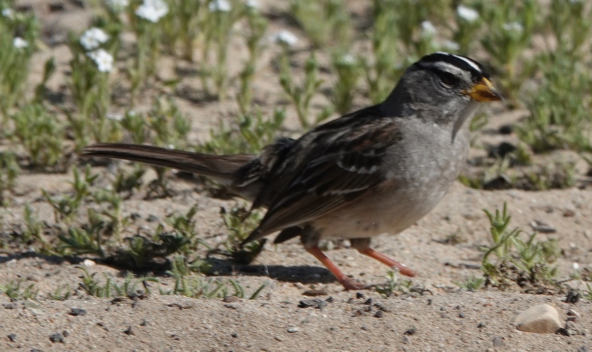 White-crowned Sparrow - ML633285771