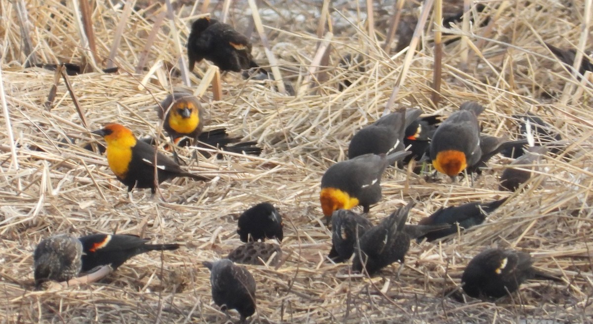 Yellow-headed Blackbird - ML633285772