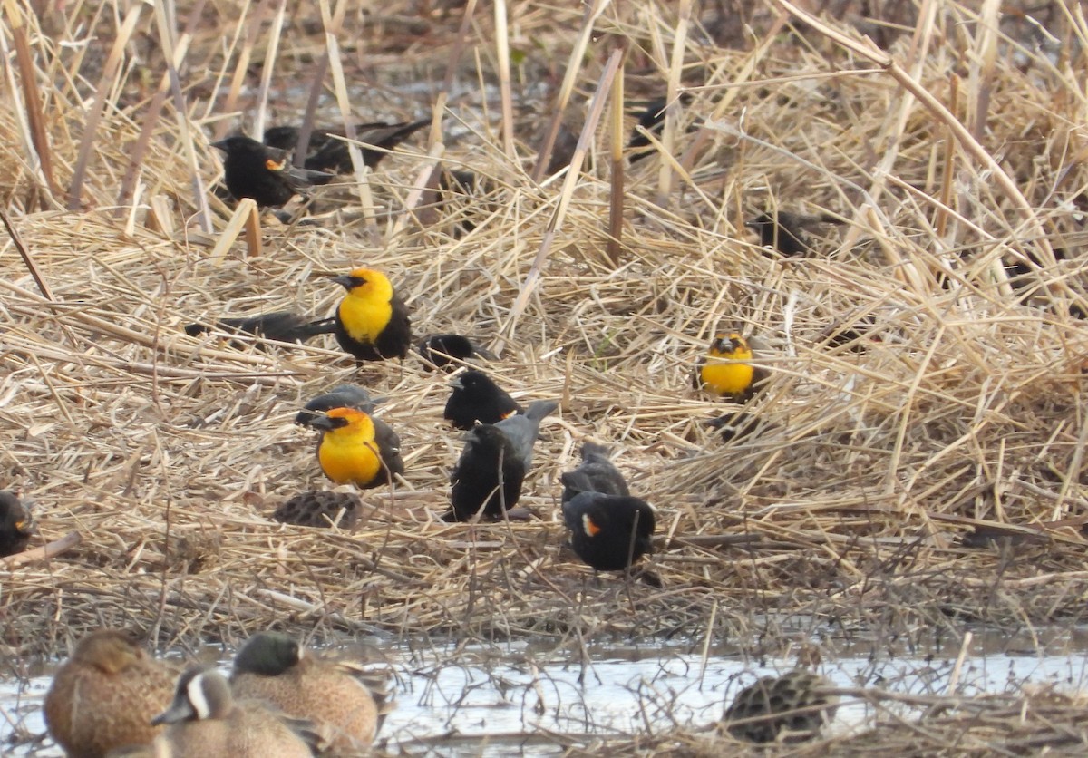 Yellow-headed Blackbird - ML633285787