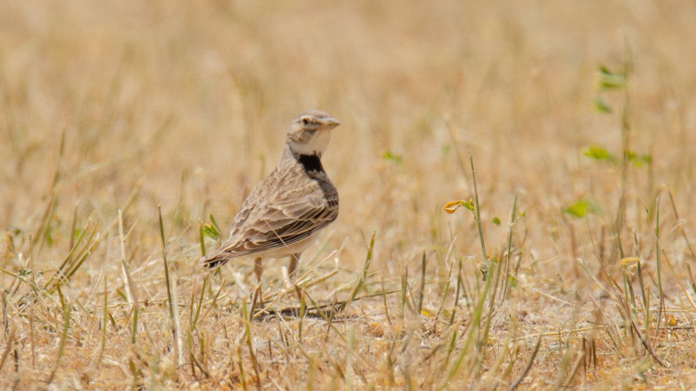 Bimaculated Lark - ML633285936