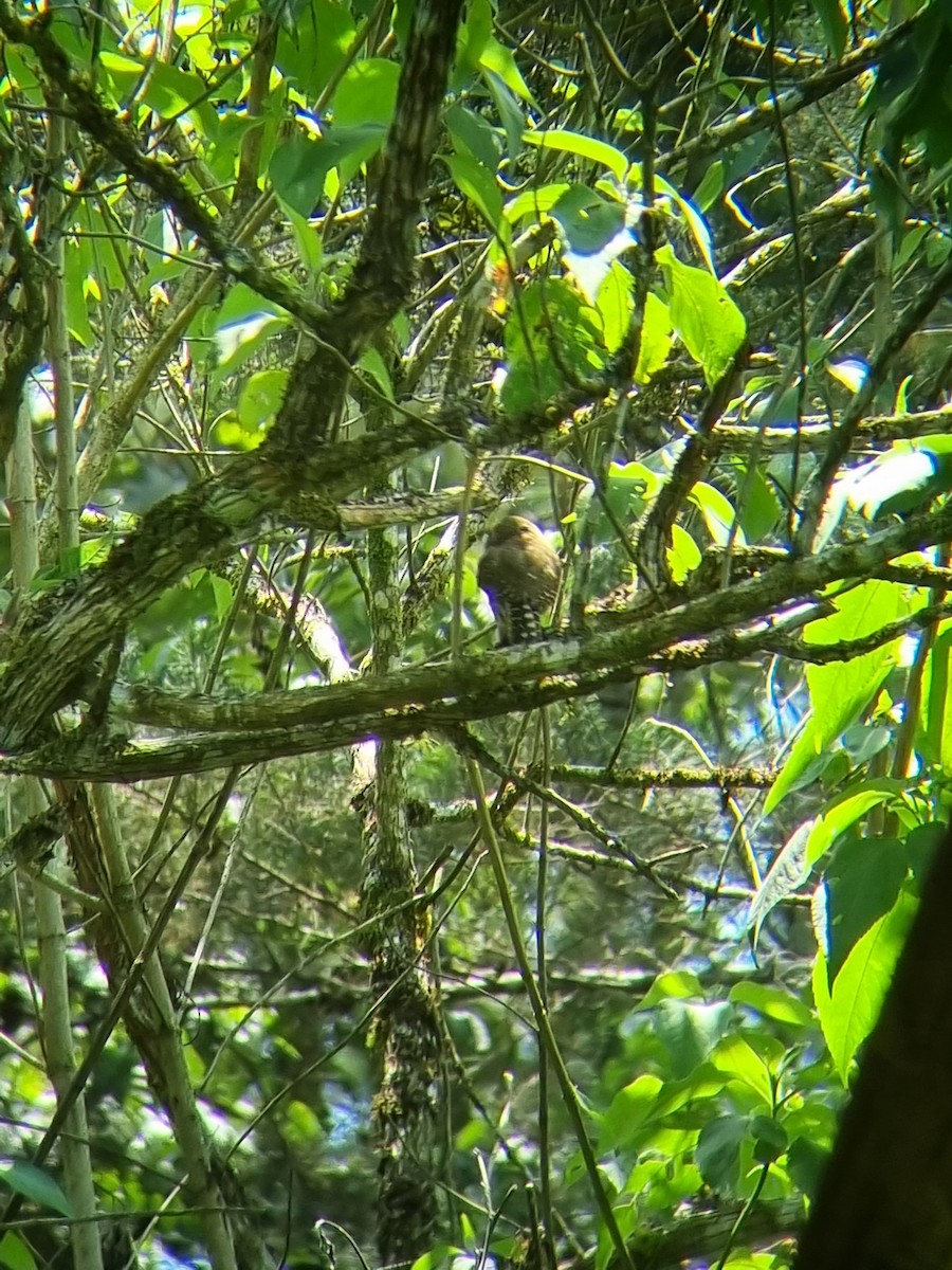 Northern Pygmy-Owl (Guatemalan) - ML633285940