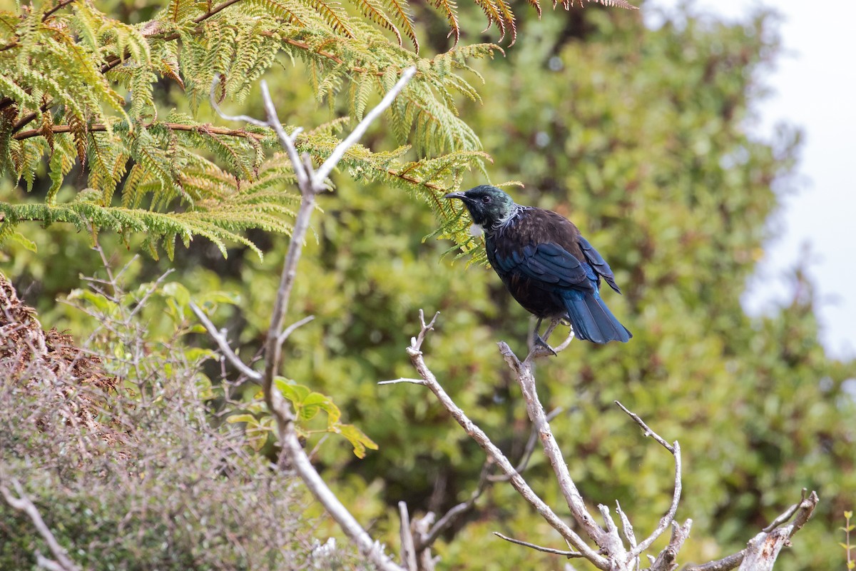 Tui - Jonathan Creel