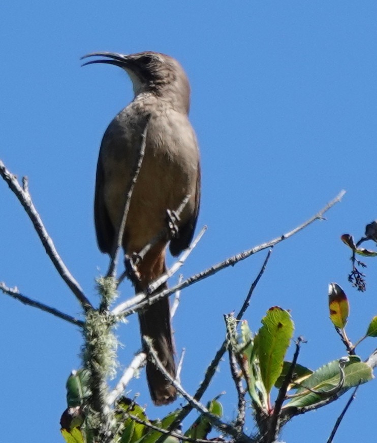 California Thrasher - ML633286247