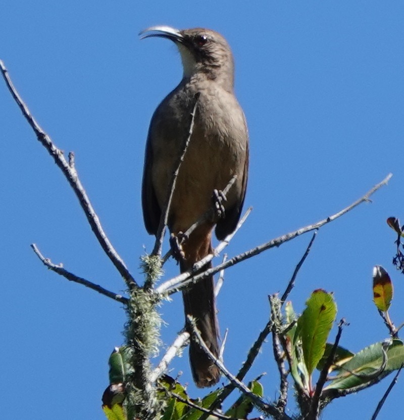 California Thrasher - ML633286248