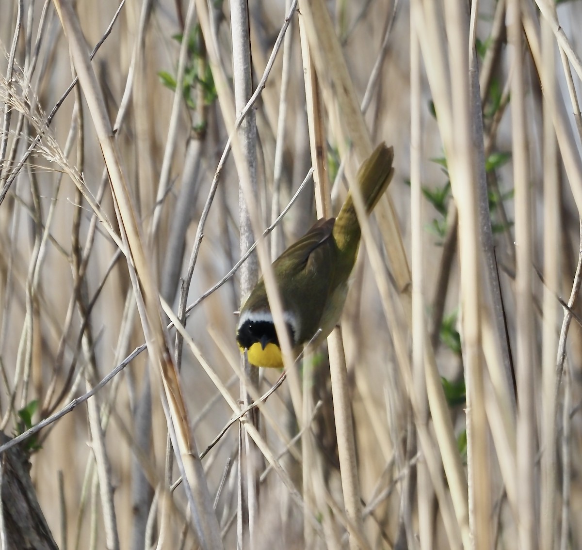Common Yellowthroat - ML633286266