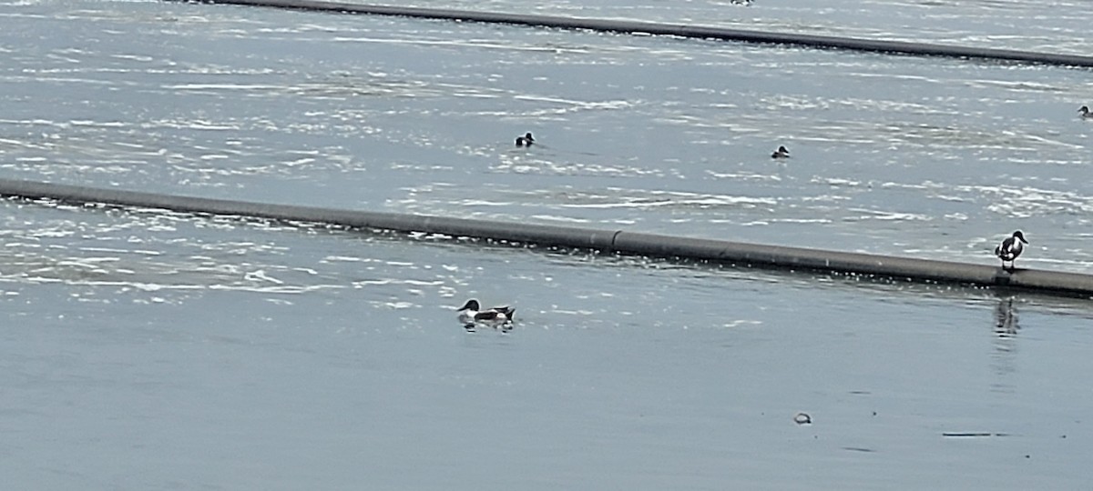 Халбага нугас - ML633286341