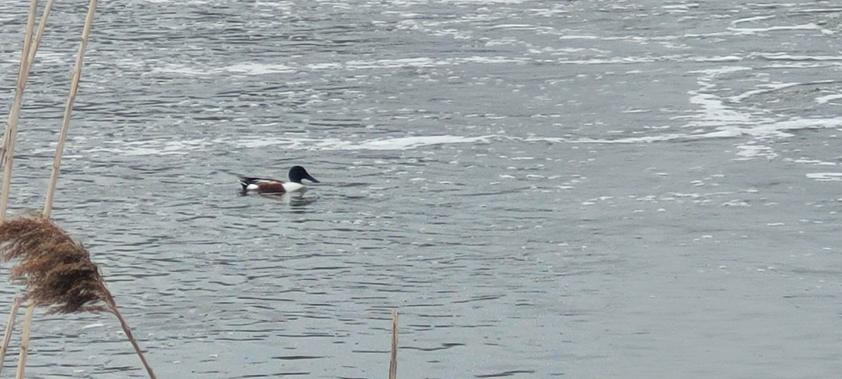 Халбага нугас - ML633286342