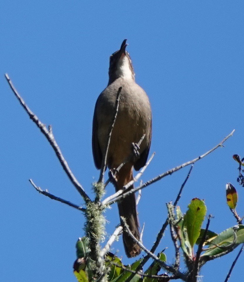 California Thrasher - ML633286387