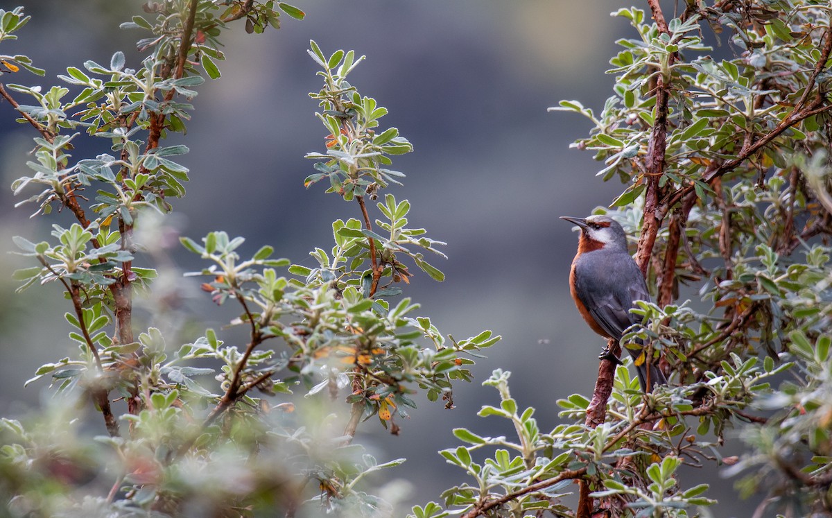 Giant Conebill - ML633286390