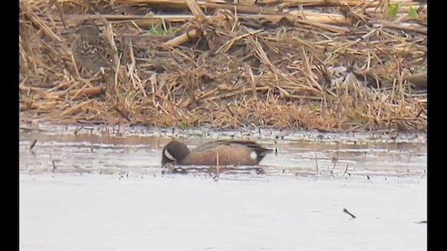 Blue-winged Teal - ML633286444