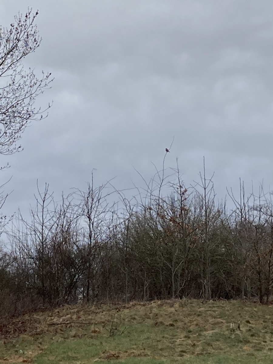 American Kestrel - ML633286493